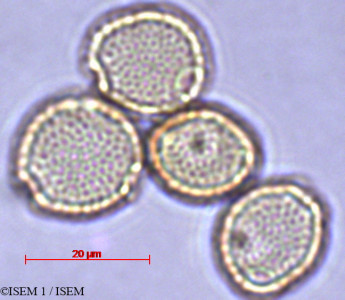 ISEM 1/Canthium_sp_27990/Canthium_sp_27990_0001(copy)_thumb.jpg